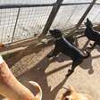 Mudanças obrigam canis e gatis a seguir normas ambientais e de silêncio em Porto Alegre