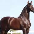 Cavalo de 12 milhões morre por conta de erro na ração