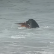 Leão marinho rouba a cena ao atacar polvo durante etapa do Circuito Mundial de Surfe