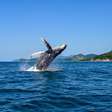 Ilhabela-SP aposta em robô caiçara em nova campanha para atrair turistas no inverno