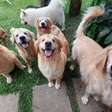 Pesquisa mostra que cães ajudam as pessoas a regular o estresse mais do que o esperado