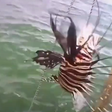 Peixe-leão é encontrado no mar da Bahia; espécie é venenosa e invasora