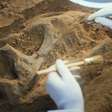 Dinossauros emitiam sons como aves? Garganta de fóssil descoberto na China aponta que sim