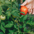 Adoramos tomates, mas estamos desperdiçando 90% de sua proteína. Este cientista holandês está estudando como processar suas folhas para aproveitá-las ao máximo
