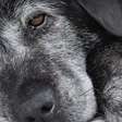 Alzheimer em cães: entenda as causas e tratamento