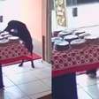 Cachorro aproveita distração de funcionárias e 'furta' bolo de loja na Bahia