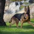 5 raças ideias para cães de guarda; conheça