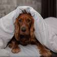 Pets também ficam resfriados: saiba como cuidar do seu animal de estimação no frio