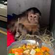 RJ: macaquinha é resgatada debaixo de carro na região do Jardim Botânico