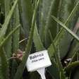 Aloe vera não cura câncer, ao contrário do que diz postagem