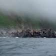 Leões-marinhos pulam no mar durante abalo na Rússia