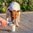 10 dicas para ajudar animais de rua