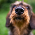 Cães conseguem identificar Parkinson em estágio inicial; entenda