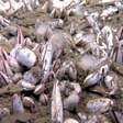 Pesquisadores encontram vida florescente a 9km de profundidade no Oceano Pacífico