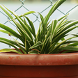 Essa planta pode purificar o ar e reduzir até 95% do mofo em casa; veja qual é