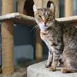 4 características do gato da raça highlander