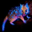 Marsupial 'fluorescente' é flagrado em floresta na Tasmânia; veja fotos