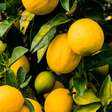 Limão siciliano: confira os benefícios da fruta para a saúde
