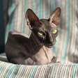 7 cuidados importantes com gatos sem pelos