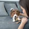 Cães aprenderam a sintonizar com as vozes e rostos humanos