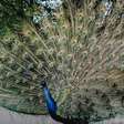 Plumas espetaculares: as aves mais lindas mundo afora