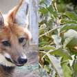 Fruta preferida do lobo-guará é citada em estudo da USP como eficaz contra doença grave
