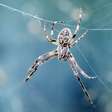 Sonhar com aranha: o que significa?