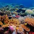 Baleia azul perde o título de maior animal marinho e o novo maioral dos mares não é tão óbvio quanto parece