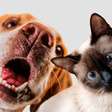 Sente uma conexão especial com os pets? A explicação pode ser espiritual