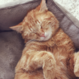 Dia Internacional do Gato: saiba porque os felinos precisam descansar até 16 horas por dia