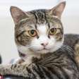 Dia internacional do gato: por que o felino não gosta de água?