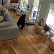 Cãozinho expulsa urso de dentro de casa no Canadá