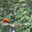 Micos-leões-dourados resgatados do tráfico são devolvidos à natureza