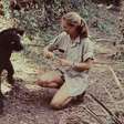 A mulher que mudou nossa visão sobre chimpanzés e humanos