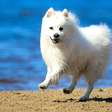 4 características do cachorro da raça spitz japonês