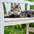 8 raças de gato grande que surpreendem pelo tamanho e personalidade
