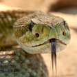 Cuidado com elas! Conheça as cobras mais venenosas do mundo