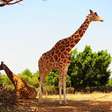 8 curiosidades interessantes sobre as girafas