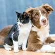 É possível benzer animais de estimação? Entenda