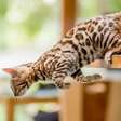 10 nomes para gatos com muita energia