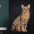 7 diferenças entre os gatos das raças bengal e ocicat