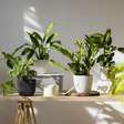 As plantas de interior com maior longevidade: são aquelas que podem viver mais de dez anos