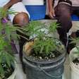 Idosos plantam pés de maconha e vão parar na delegacia na Bahia