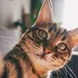 Como gatos com demência podem ajudar a encontrar cura para o Alzheimer