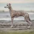 4 características do cachorro da raça whippet