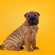 8 raças de cachorro com a pele enrugada