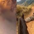 Veterinários tentam descobrir se cavalo estava vivo ou morto quando teve patas cortadas em Bananal