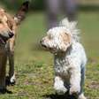 Dia Mundial do Cachorro: 5 curiosidades inusitadas sobre o animal