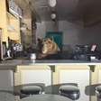 Urso invade sorveteria, se delicia com sabores e mobiliza a polícia na Califórnia