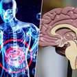 O corpo alerta para o Alzheimer muito antes do cérebro; a pista está no intestino